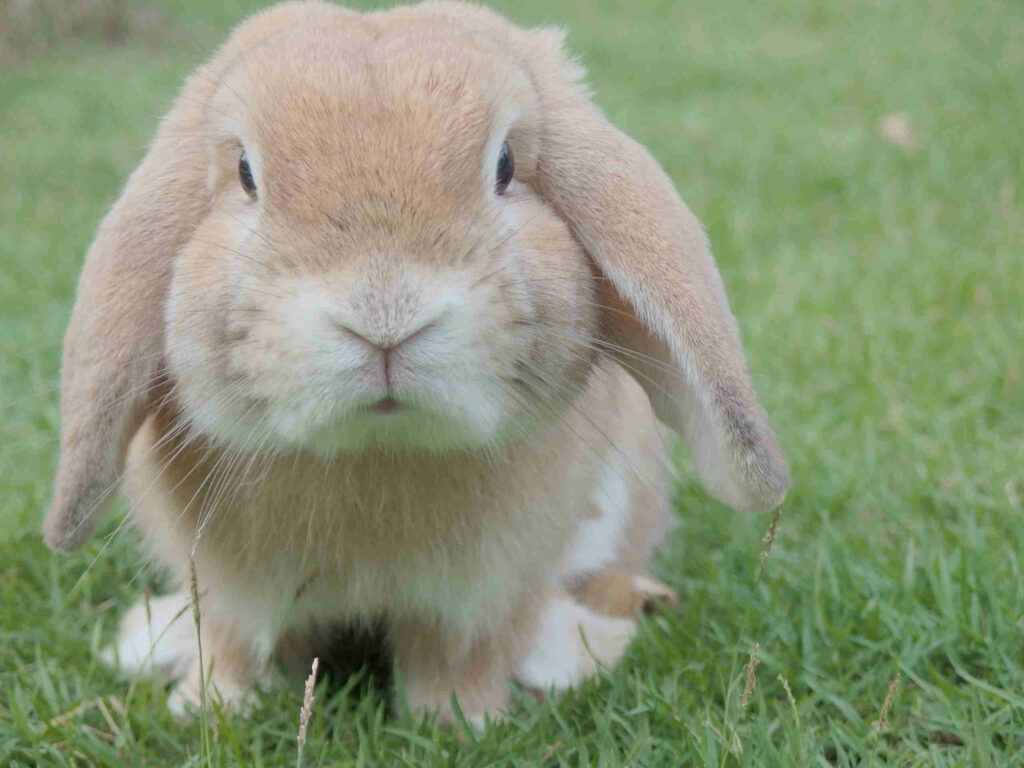 lop-ear rabbit