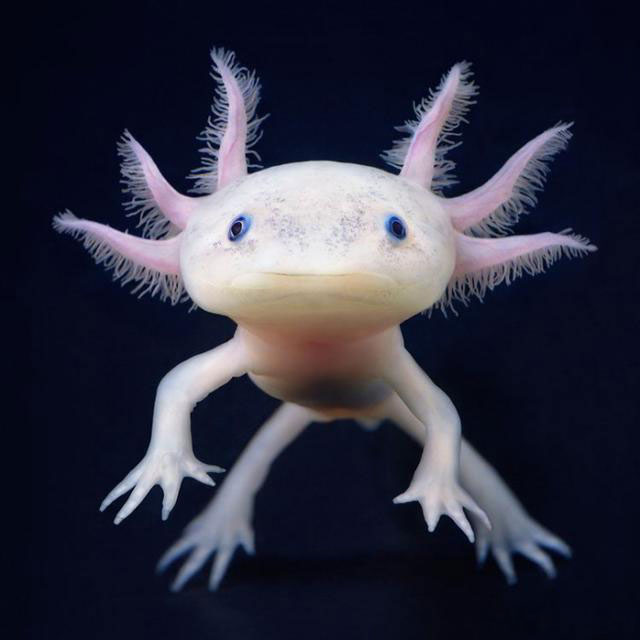 mexico axolotl