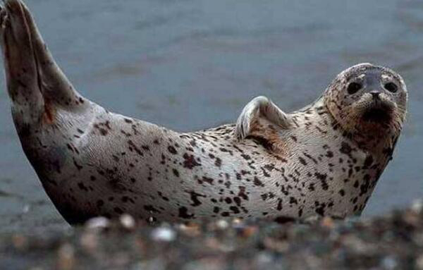 Spotted Seals